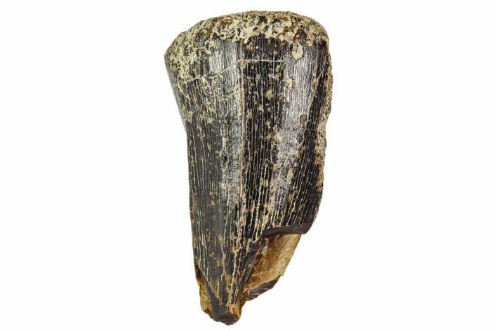 Fossil Mosasaur Tooth - North Sulfur River, Texas #104343